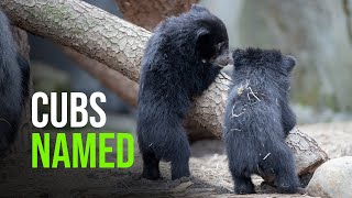 It’s Earth Day And Sloth Bear Cubs Have Names