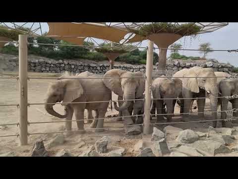 A herd of African elephants