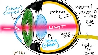 BIO160 Preview Video Lecture 13  - Special Senses (Smell, Taste, Hearing, Vision)
