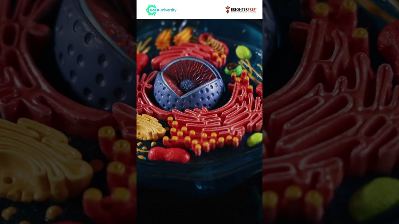 Master Biology Concepts with Online Quizzes for CBSE, IB, AP & A-Level | Gotouniversity