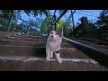 夕方の神社に行くと猫たち集まっていました