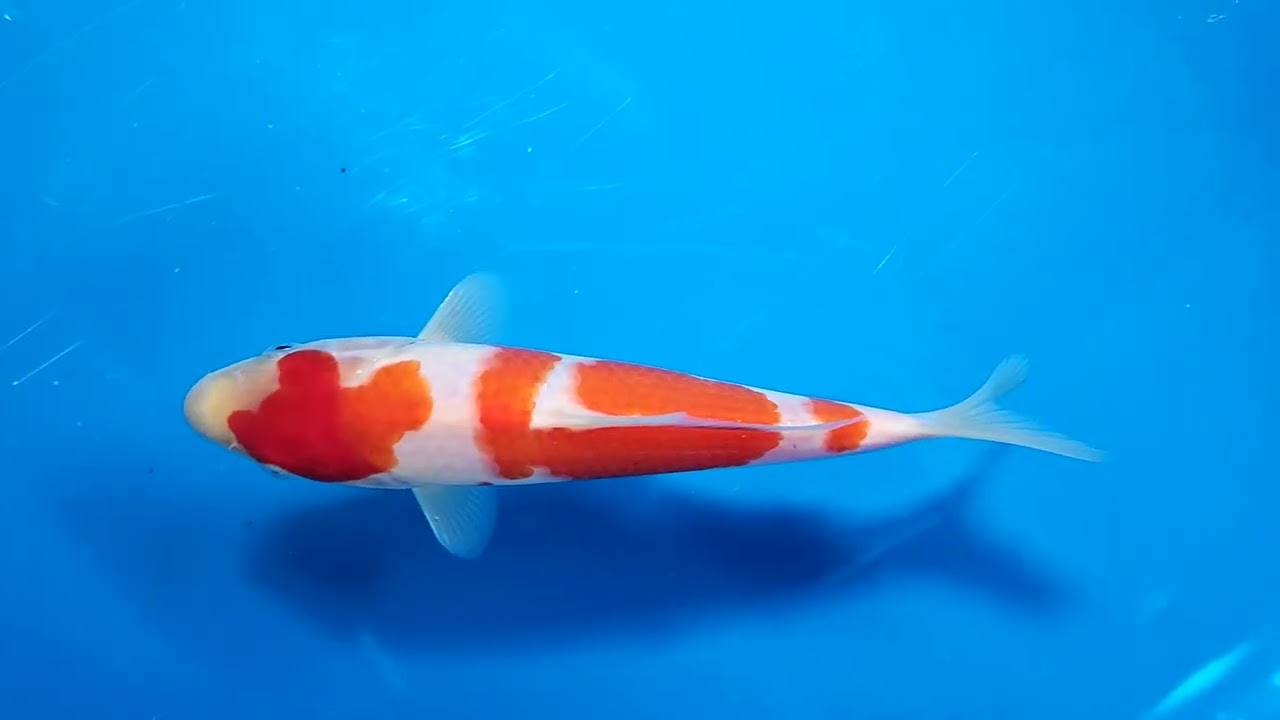 第5回ライブ鯉カップ Part I】260208-019の出品鯉のご紹介！！ - YouTube