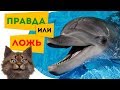 ТЕСТЫ для ДЕТЕЙ и не только !!! Правда или ложь | 2 | Тест на знания для школьников