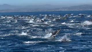 Unbelievable Dolphin Stampede: Thousands of Dolphins in Action!