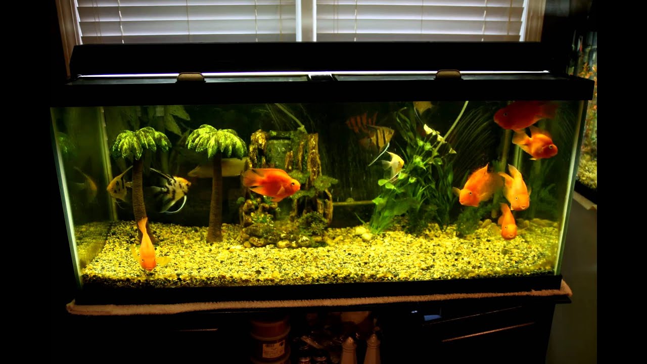 Blood Parrots and Angelfish - YouTube
