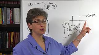 14.10 Extraocular Muscle Pairs