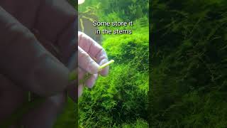 The Secret Of Real Aquatic Plants