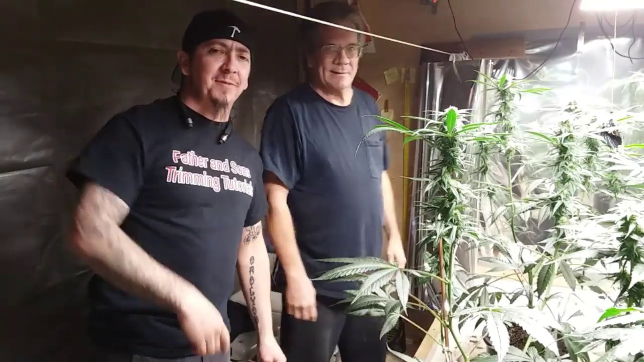 Defoliating buds on GSC plants