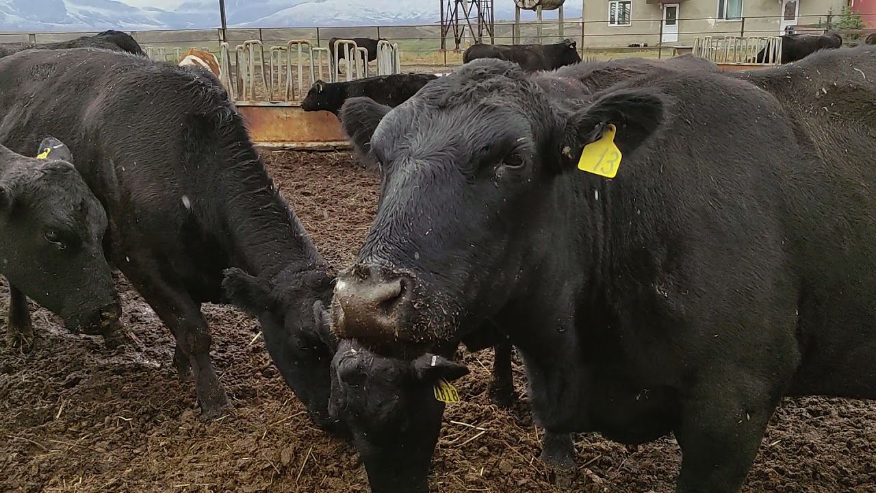 РЕЙНА КЕНЧтеги Абердин Ангус уйлары Америкадан келген ЭЛИТА турбайбы || Музоолору сатылат экен