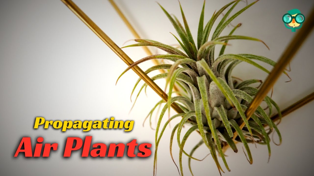 How to Propagate Air Plants || How to Propagate Tillandsia || How to Grow Air Plants || Air Plants!!