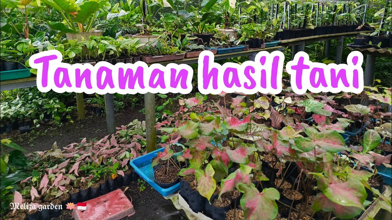 jual tanaman hasil tani extra mumer 👉