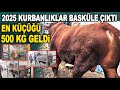 2025 Kurbanlıklar Basküle Çıktı, Tek Tek Tartıldı - Halil Yıldırım Besi Çiftliği Ankara