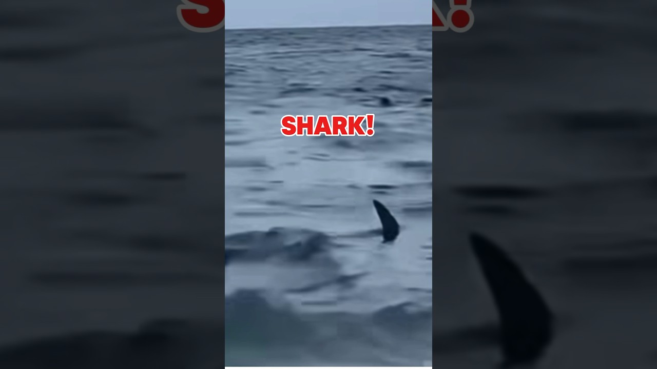 Shark Clears Florida Ocean! 