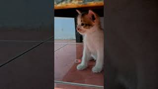 Download Lagu Donne Maula - Kamu Sedih? (Cover) MP3