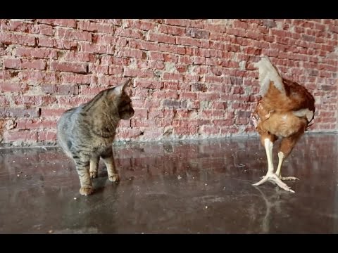 Эти непростые животные. Фильм 2 | ЕХперименты с Антоном Войцеховским