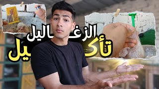 شوف تأكيل زغاليل الحمام  وازاى تعمل دبل بإسمك