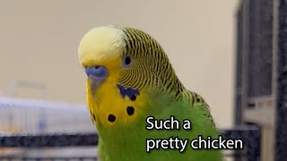 Such a Pretty Chicken! - Boba the Budgie - Talking Parakeet!
