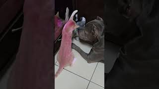 Parrot Gets Smacked by Cat While Dog Observes in the Middle