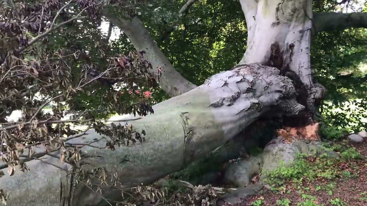 Fallen European Copper Beech  Analysis ... Zehr Estate 2022, Waverly NY