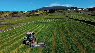 Fendt 309 vario + Fendt Slicer 3160 TLX - Quinta do Carlos e José, Lda - 2024 (Versão longa)