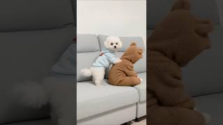 Bichon Hugs Sad Baby Melts Your Heart