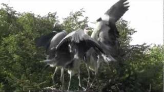 Grey Heron Feeding Chicks　アオサギの給餌
