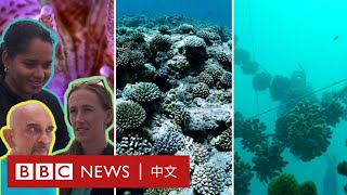 氣候變化：人工養殖場拯救珊瑚礁－ BBC News 中文