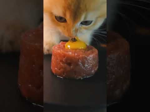 Рыжая милота и вкуснейший завтрак! 🐱😍🔥😁💥🥰👀 #nature #wow #wildlife #funny #приколы #милота #котэ