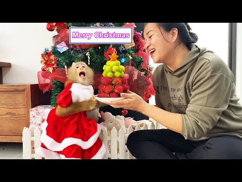 Lyly the monkey reacts emotionally as she helps her mother make a Christmas tree out of fruit.