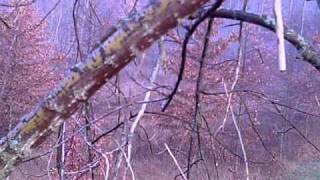 RSBY0028 farm east buck chasing doe.AVI