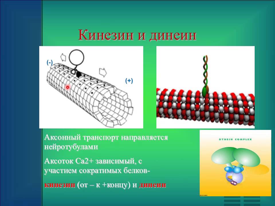Моторный белок динеин