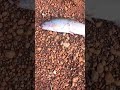 Trout fishing Western Australia #shortvideo #shortfeed #shortsvideo #shorts #short #trout #fishing