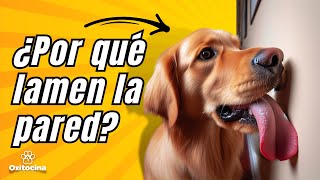 Lamido de paredes en perros: Causas y solución para dueños. by Oxitocina Magazine 912 views 1 month ago 5 minutes, 28 seconds