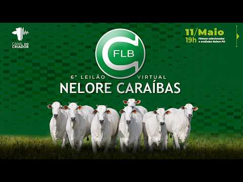 LOTE 42