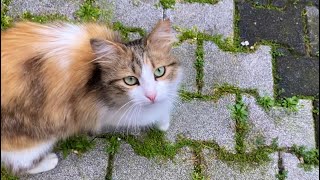 Incredibly beautiful Cats living on the street. The fur of these cats is very beautiful.