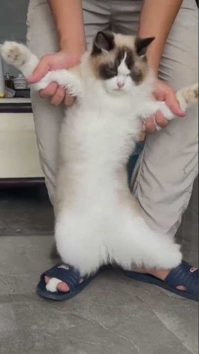 Ola Ola😍😂 #shorts #trend #ola #dance #catdancing #pets #persian #subscribe #support #123