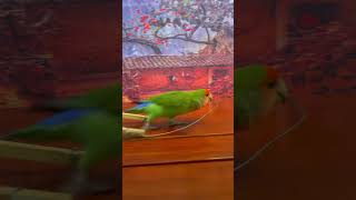 Bird Training  Smart Lovebird Parrot  Smart Little Cute Parrot #Training #Smartparrot #Cute