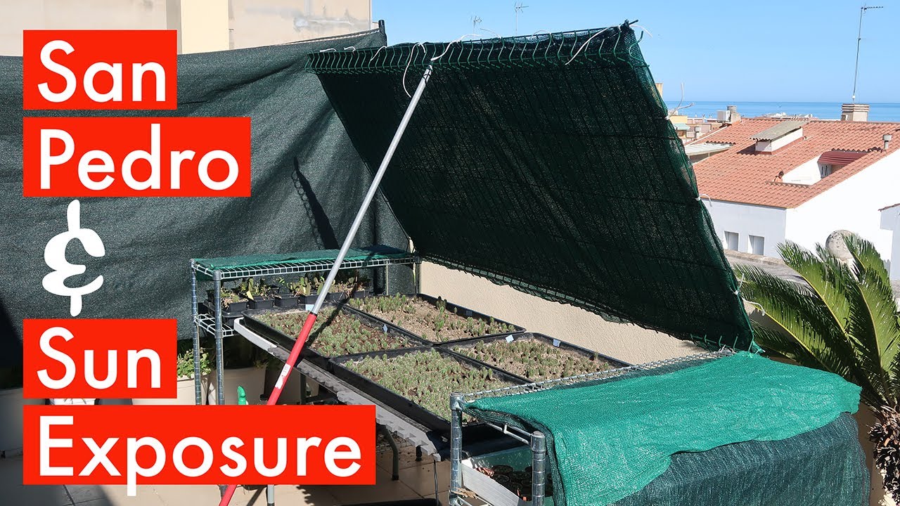 San Pedro & Sun Exposure. How I protect my plants from summer sun!
