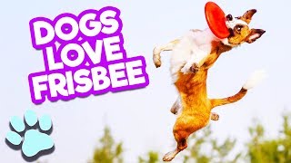 Ultimate Frisbee Dogs | Funny Wins and Fails Compilation