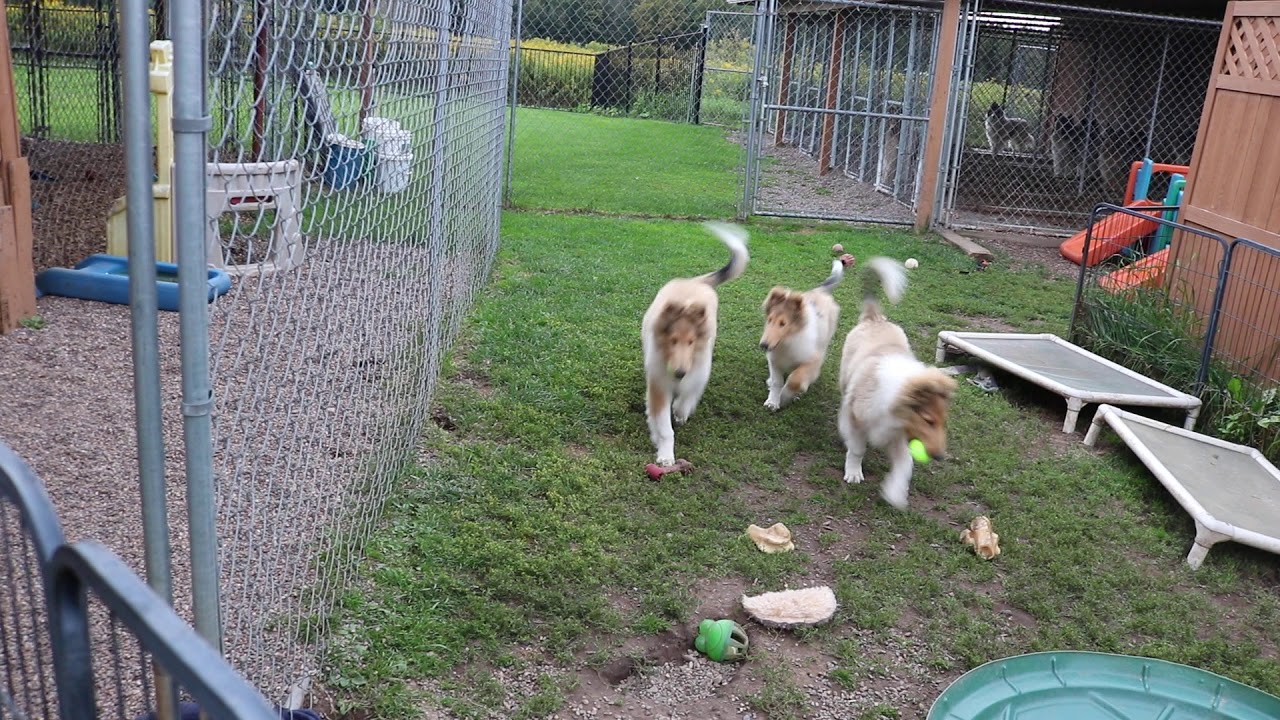 smoothdraw Tori x Liam pups 16 weeks