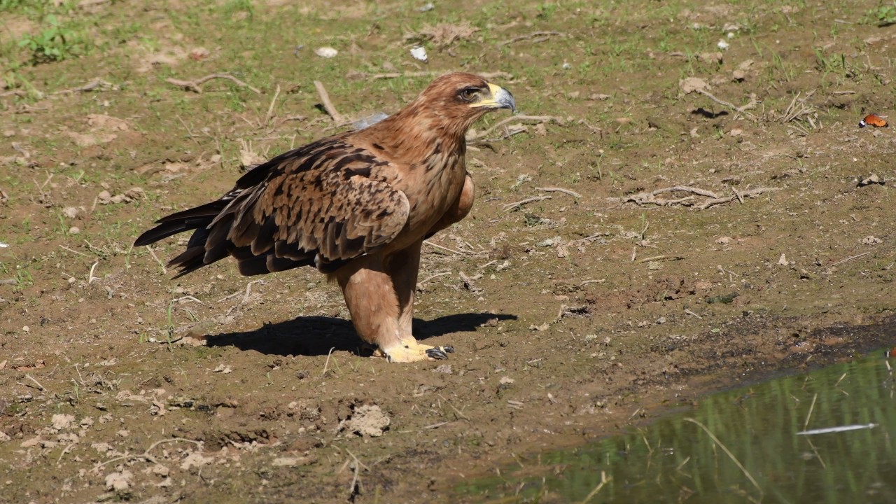 tawny-eagle-drinking-youtube