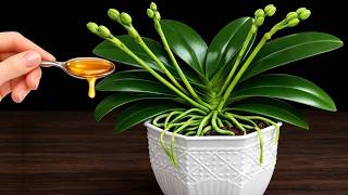 Orchid Not Blooming? 3 Hidden Reasons & A Natural Fix That Triggers Buds