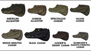 Every Alligator Species Explained