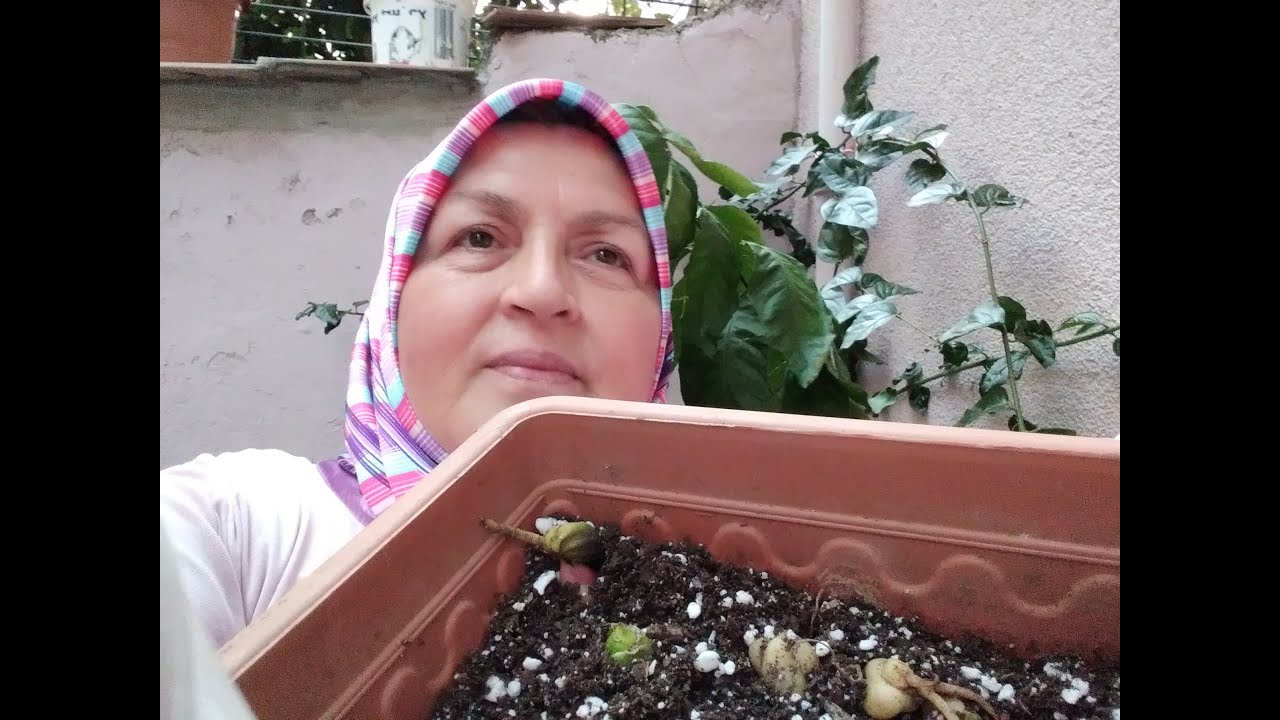 LİLYUM  YAVRU SOĞAN  EKİMİ / YAVRU SOĞANLAR İLE LİLYUM ÜRETİMİ NASIL YAPILIR