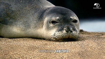 5 Critically Endangered Animals