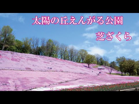 太陽の丘えんがる公園 芝ざくら 令和2年5月26日撮影 Youtube