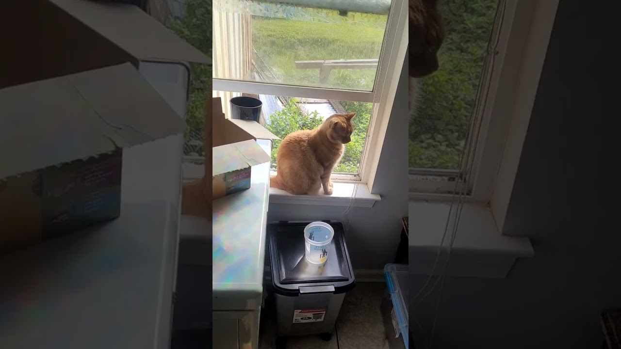 yellowdog and meathead are  curious.