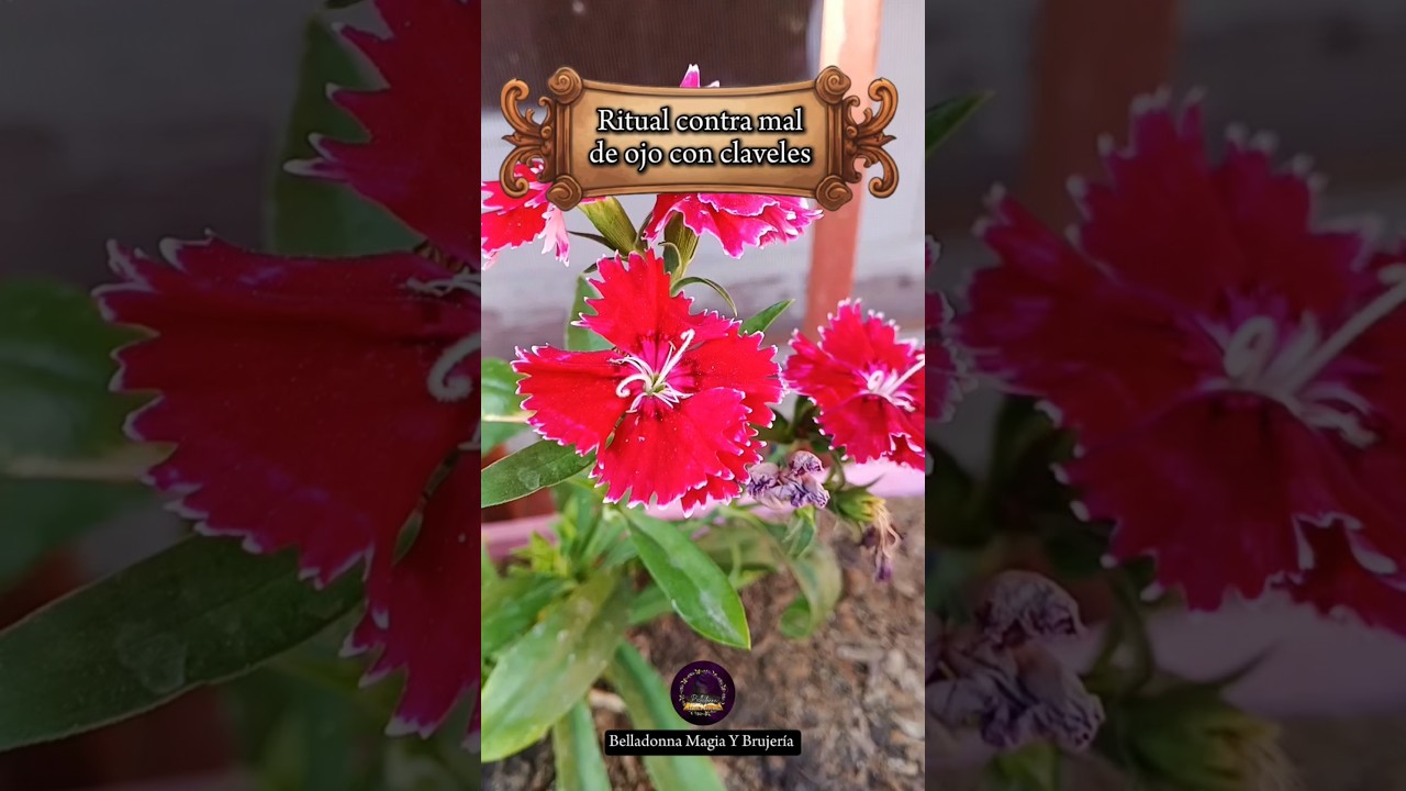 Bruja verde Tips - Ritual contra el mal de ojo 