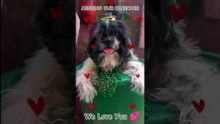 Just Missing Our Fur Baby Chiechie 💕