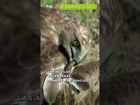 La culebra se defiende 🐍 #Shorts #ShortsRTVE #RTVEArchivo #ElHombreYLaTierra